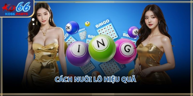 Cách nuôi lô hiệu quả KO66: Chiến lược chơi bền bỉ 2026